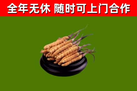 邱市回收冬虫夏草