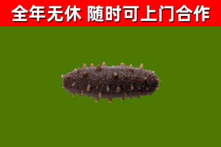 邱市回收海参干
